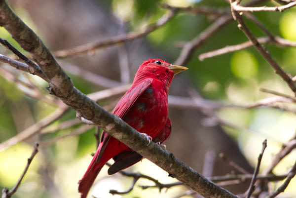 Summer Tanager