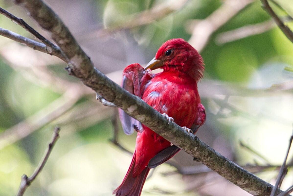 Tanager