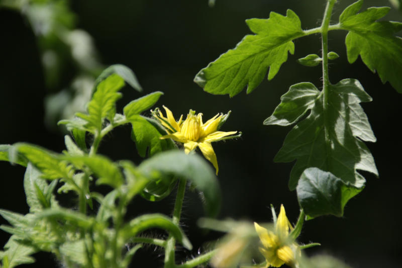 Growing tomatoes