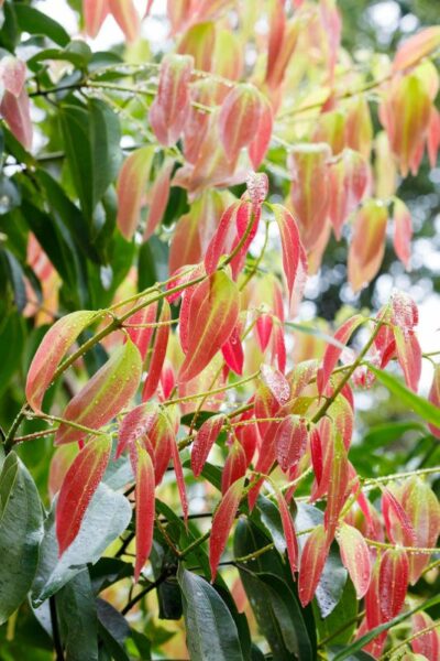 cinnamon leaf oil benefits