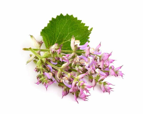 clary sage essential oil benefits