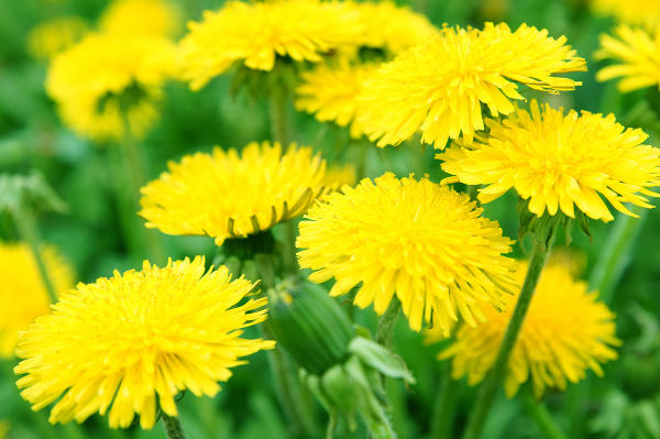 dandelion flowers