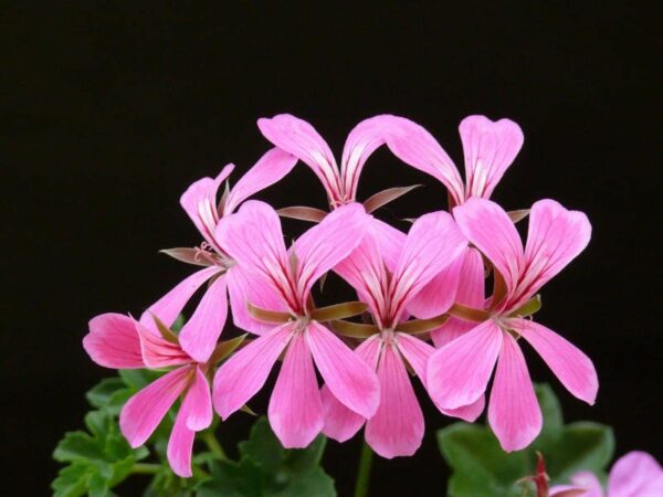 geranium essential oil benefits