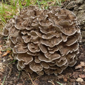 hen of the woods grain spawn 2