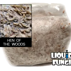 hen of the woods grain spawn