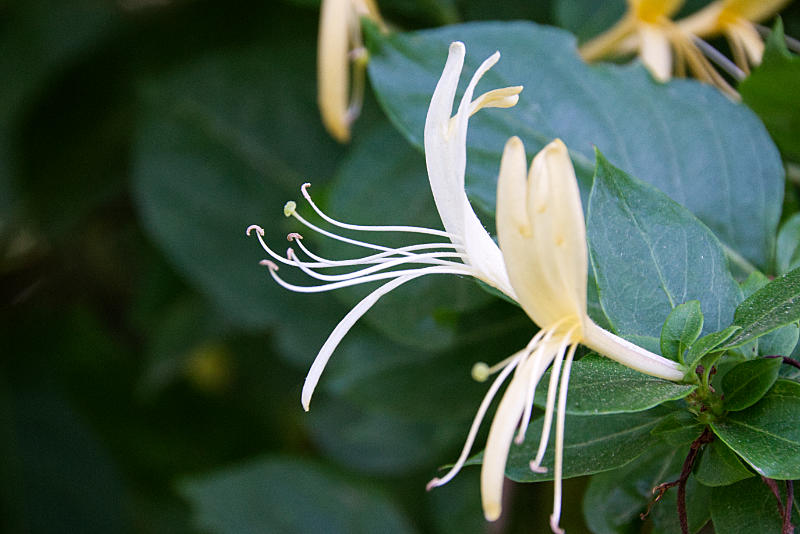 honeysuckle benefits 1