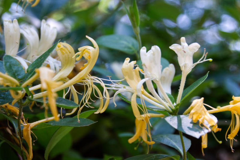 honeysuckle