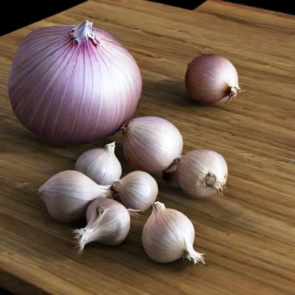 how to grow onions