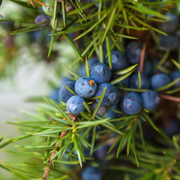 juniper berry