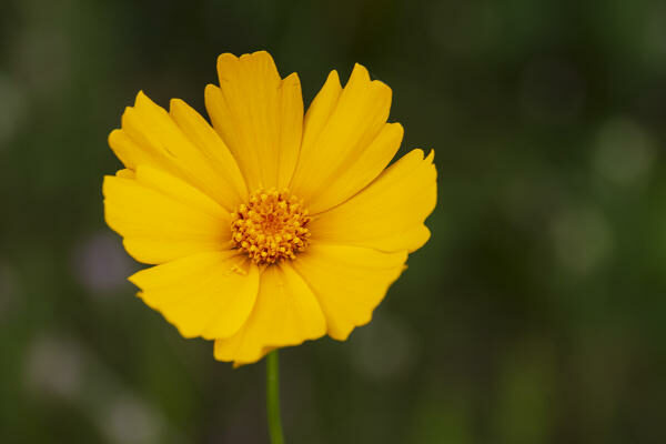 lanceleaf coreopsis