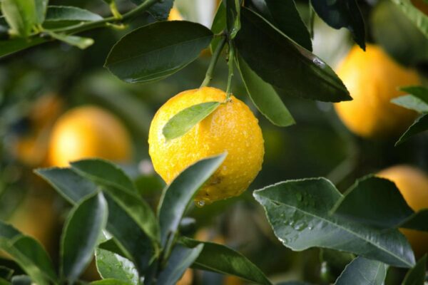 lemon essential oil benefits