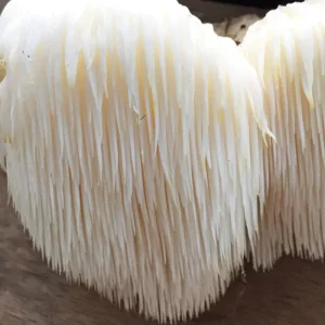 lion's mane grain spawn 2