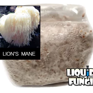 lion's mane grain spawn