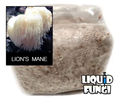 lion's mane grain spawn