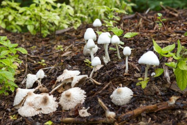 mushrooms in your garden