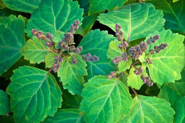 patchouli essential oil benefits