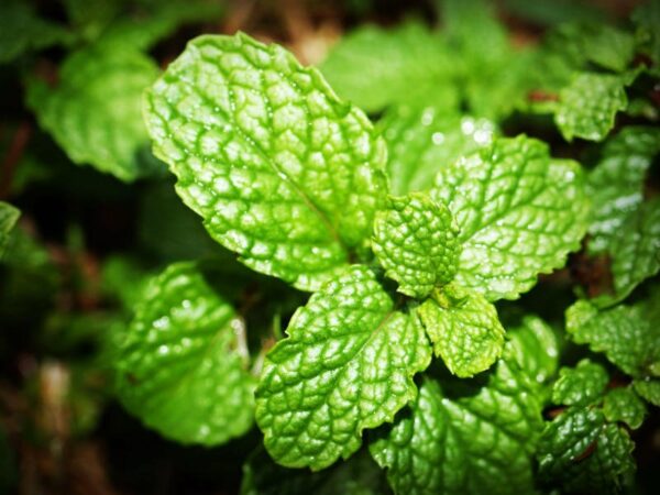 peppermint essential oil benefits