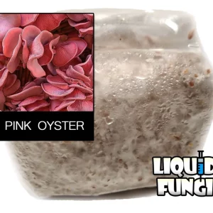 pink oyster grain spawn