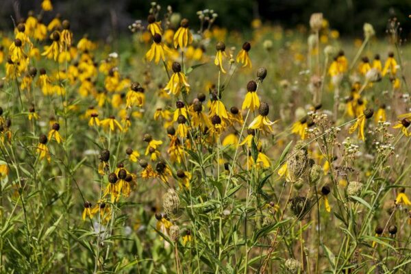 pinnate prairie coneflower