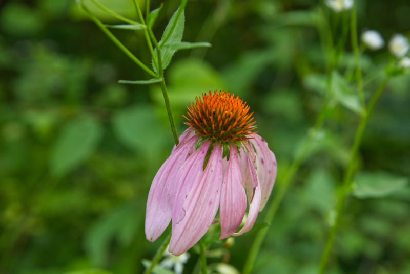 purple coneflower 1