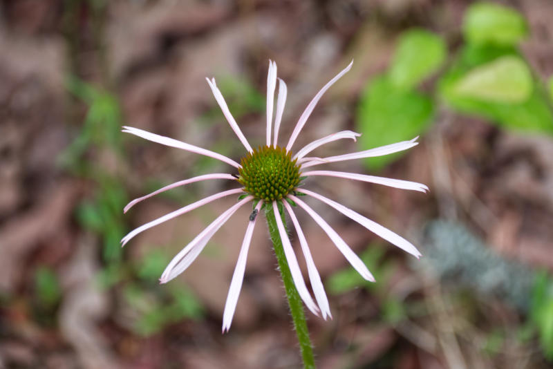 purple coneflower 2