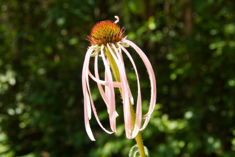 purple coneflower 3