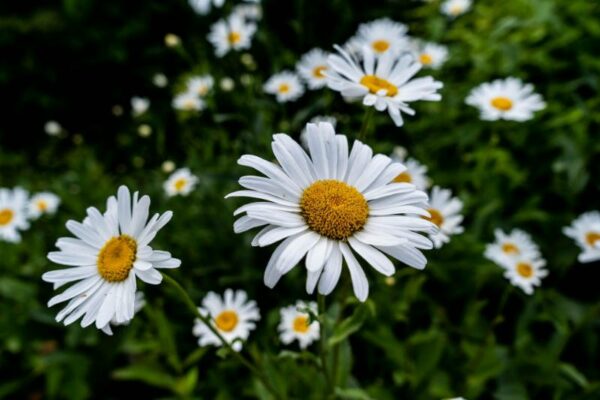 roman chamomile benefits