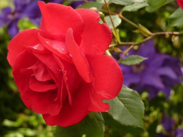 rose essential oil benefits