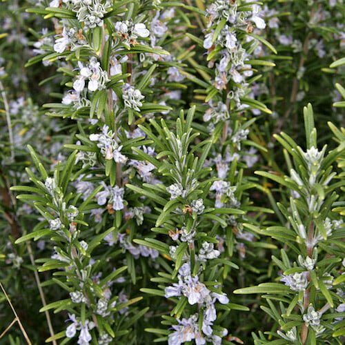 rosemary essential oil benefits