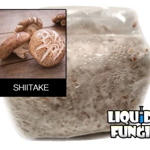 shiitake grain spawn