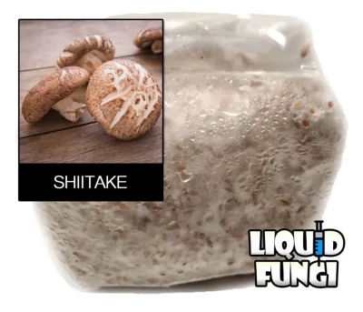 shiitake grain spawn