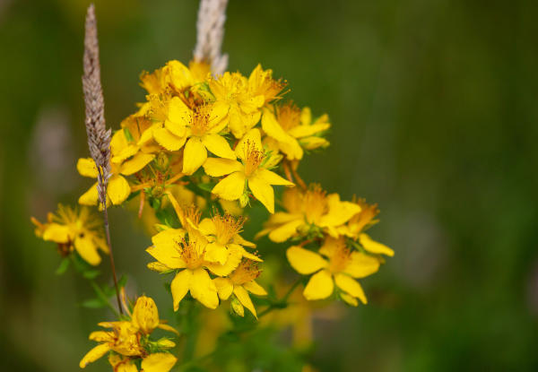 st-johns-wort