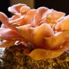 Pink Oyster Mushrooms - Dehydrated 2 oz - Image 2