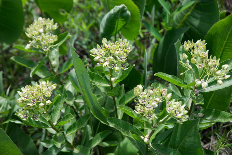 common milkweed 