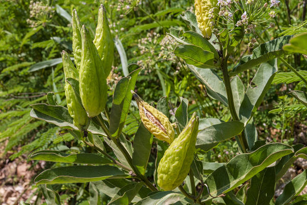 common milkweed