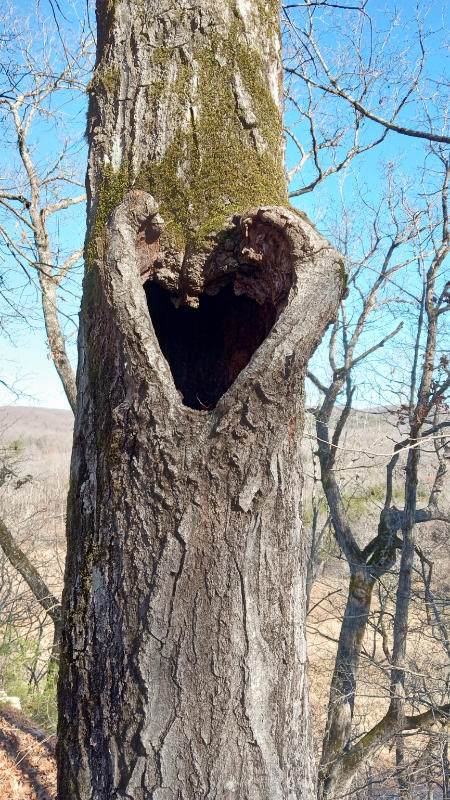 Buffalo River Trail 5