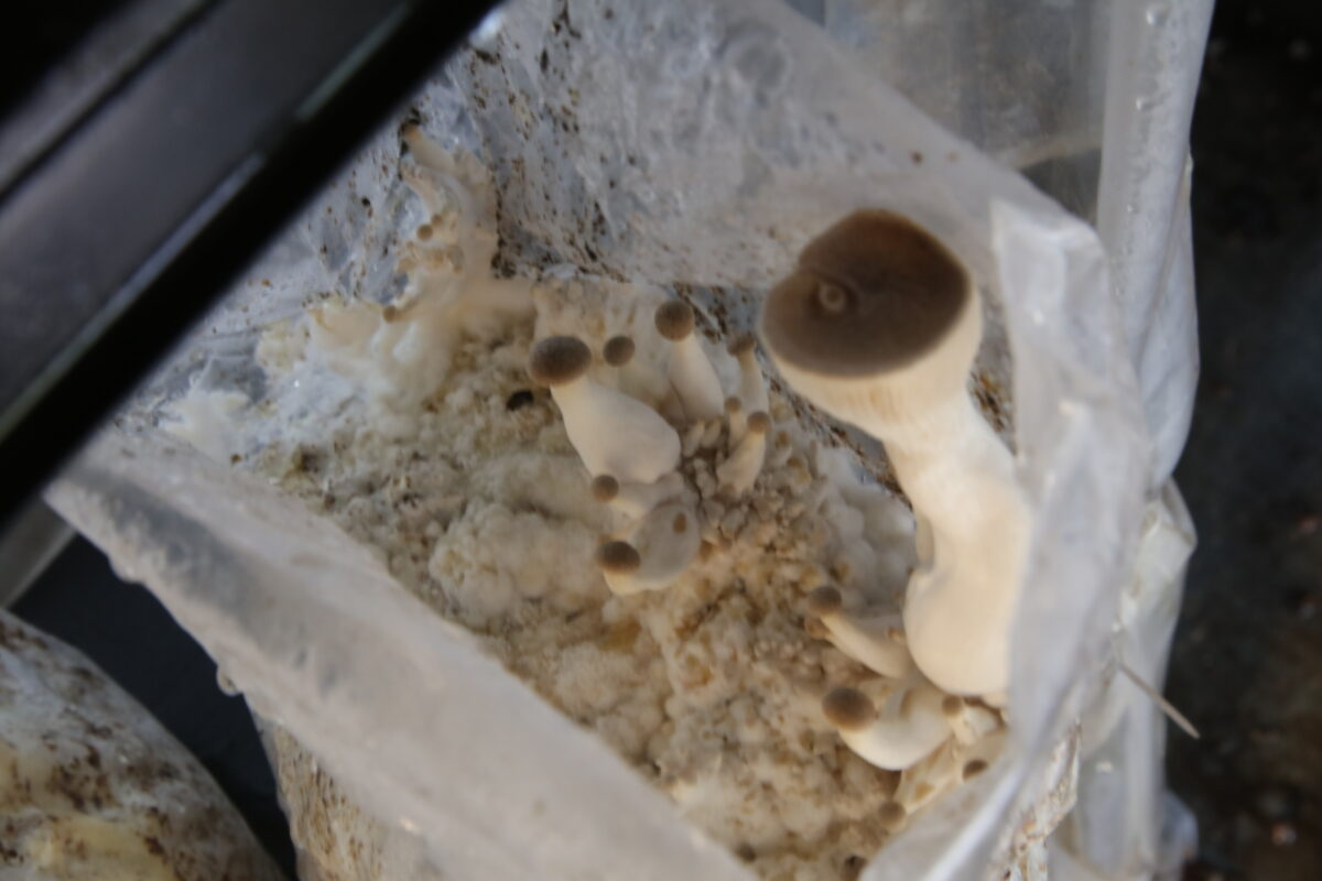 black pearl king oysters