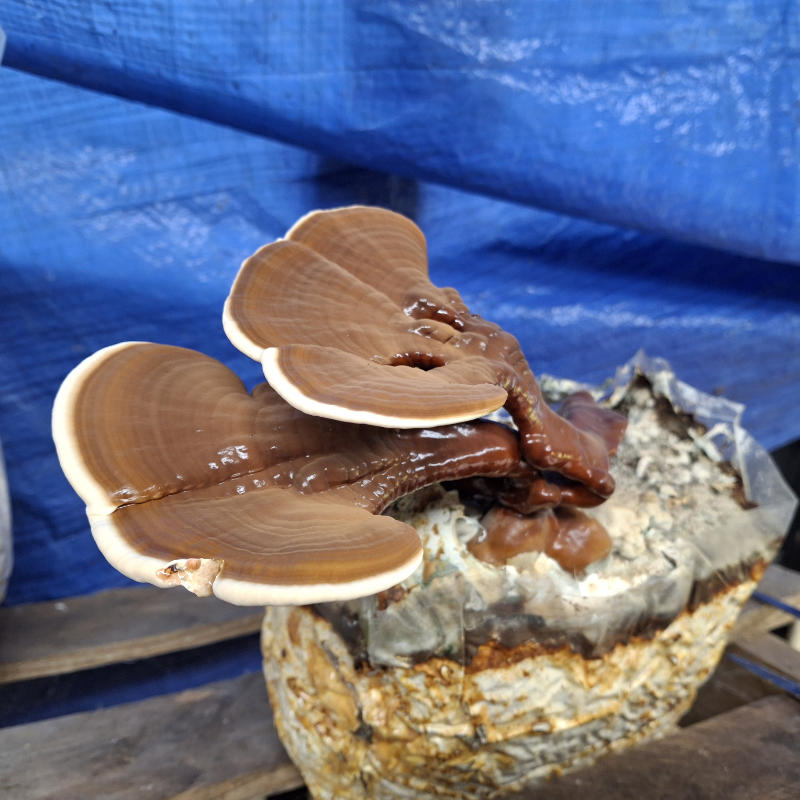 Red Reishi Mushrooms - 2 oz - Image 3