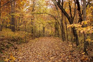 Fall Trail