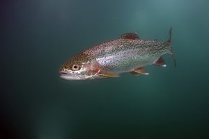 Rainboow trout