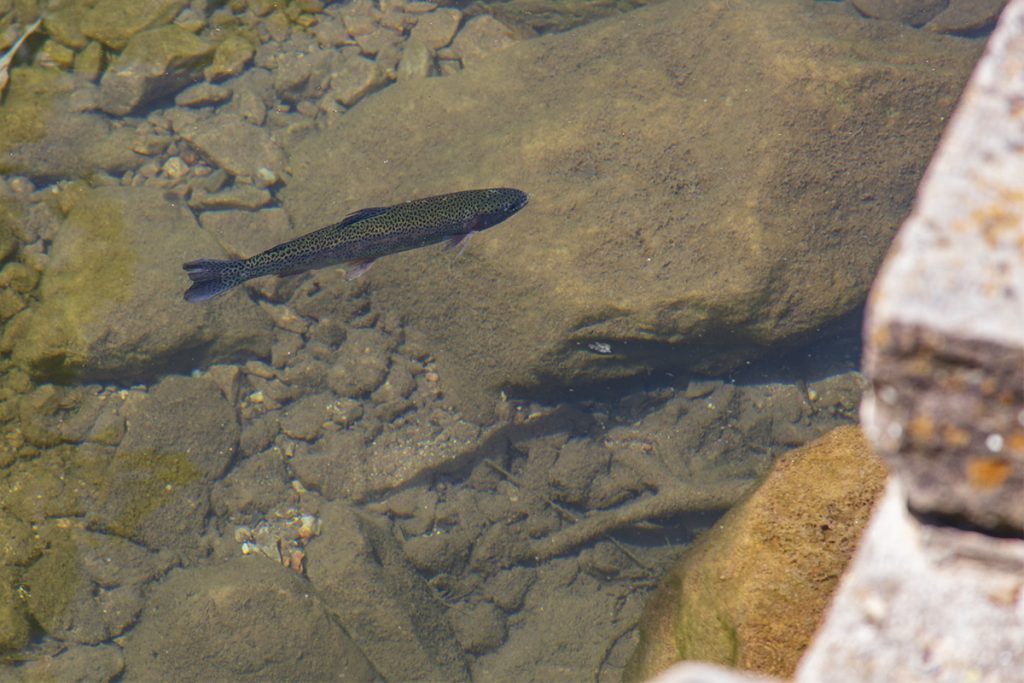 Roaring River State Park trout