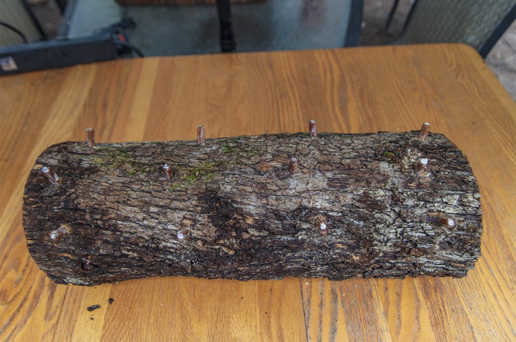 Place Dowels of gourmet mushroom spawn