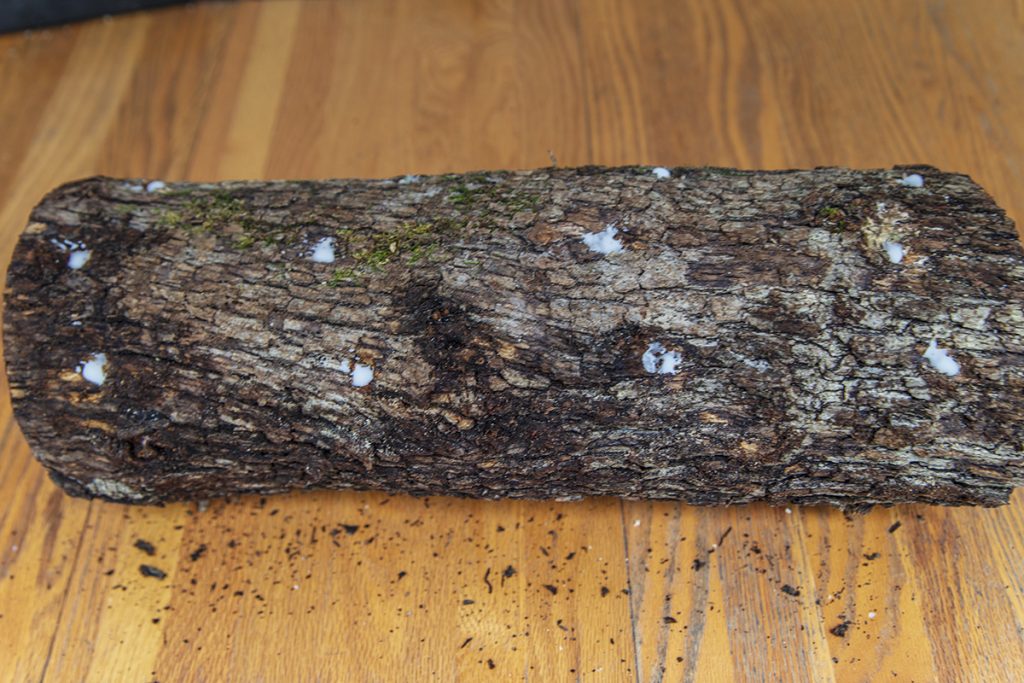 Seal With Beeswax- ready for gourmet mushrooms