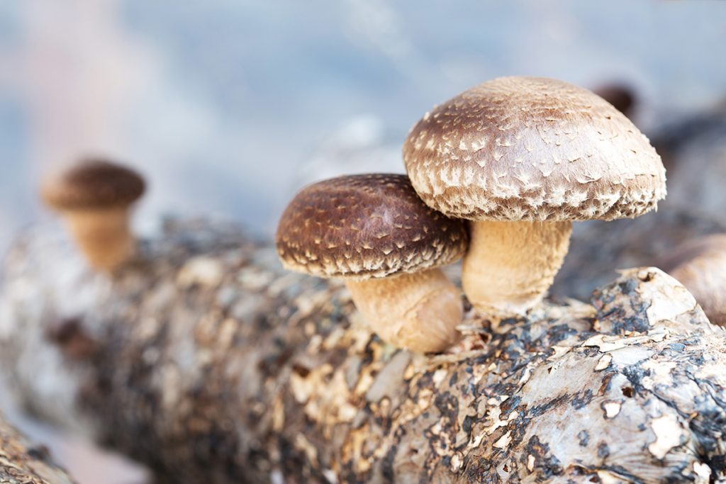 gourmet mushrooms