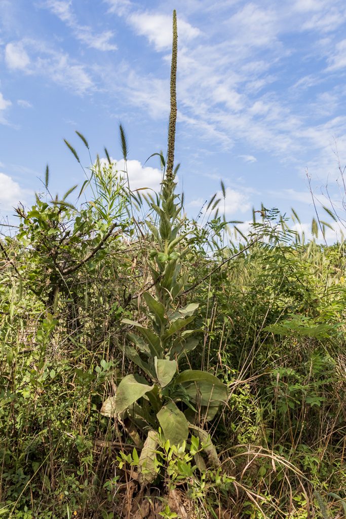 Mullien Flowering