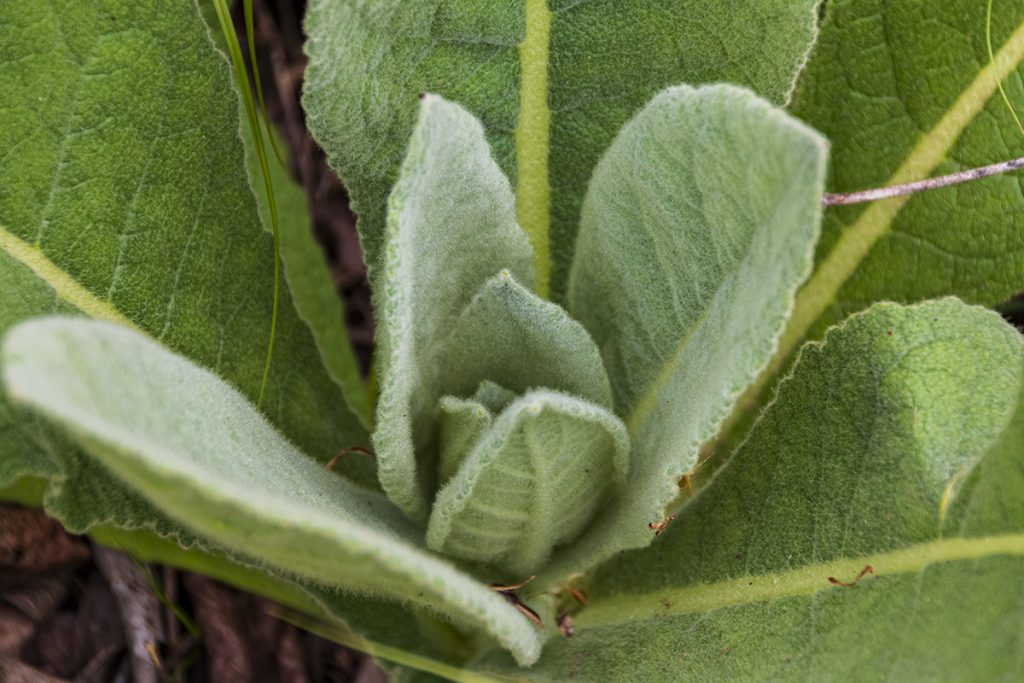 Young Mullien closeup