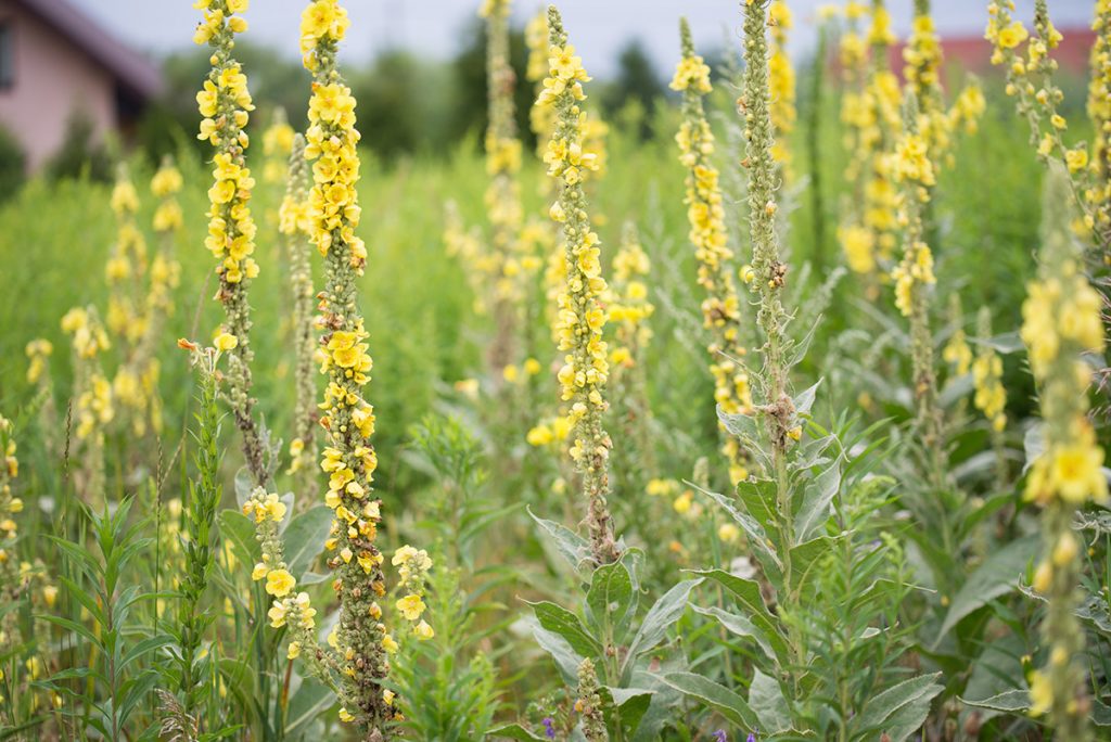 mullein flowers