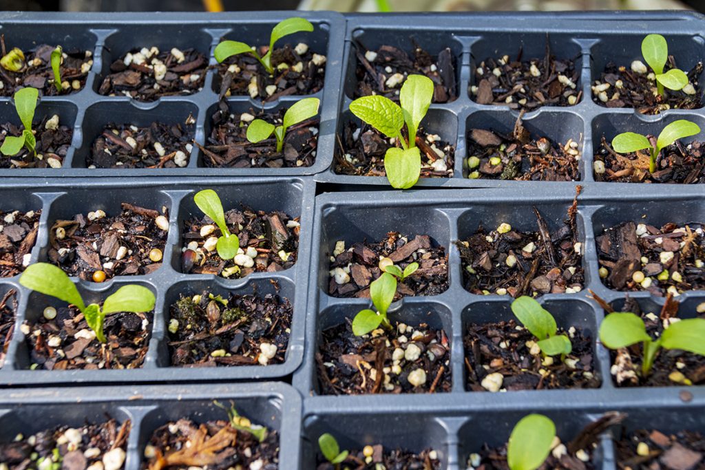 sprouting burdock seeds