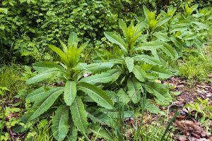 Wild Lettuce