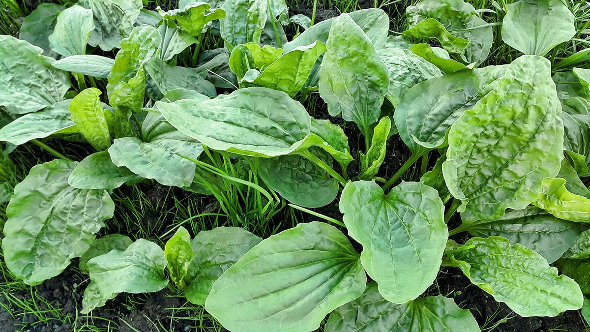 plantain-edible-and-medicinal-lost-in-the-ozarks